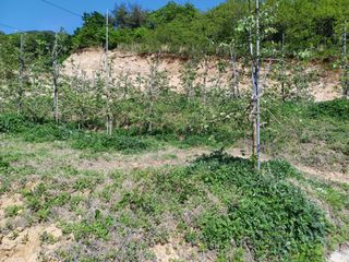 박상준 님의 사과 · 영농일지 작성글 사진