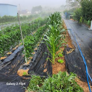 맹태임님의 벼 · 영농일지 작성글 사진