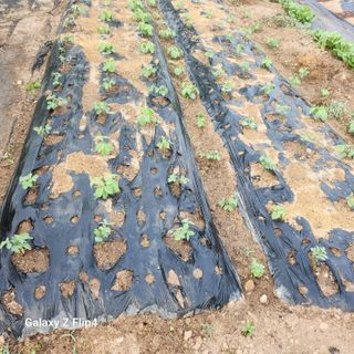 맹태임님의 벼 · 영농일지 작성글 사진