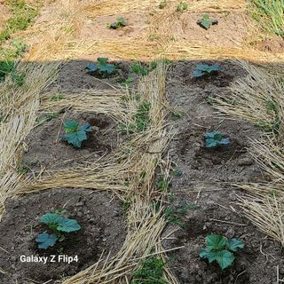 맹태임님의 벼 · 영농일지 작성글 사진