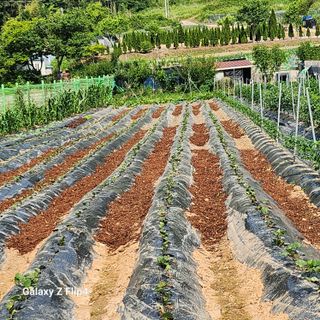 맹태임님의 벼 · 영농일지 작성글 사진