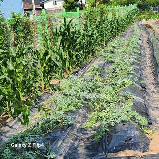 맹태임님의 벼 · 영농일지 작성글 사진