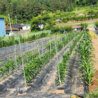 맹태임님의 벼 · 영농일지 작성글 사진