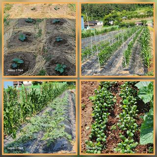 맹태임님의 벼 · 영농일지 작성글 사진