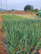 팜모닝 양파·영농일지 게시글 이미지