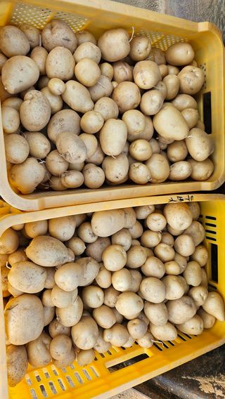 김남근님의 감자 · 영농일지 작성글 사진