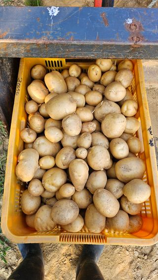 김남근님의 감자 · 영농일지 작성글 사진