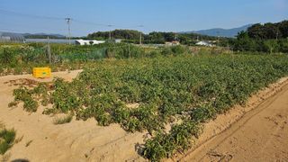 김남근님의 감자 · 영농일지 작성글 사진