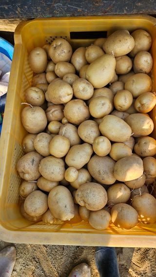 김남근님의 감자 · 영농일지 작성글 사진