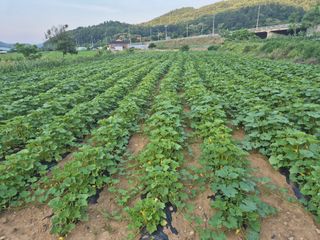 영남모친님의 호박 · 영농일지 작성글 사진