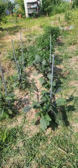 팜모닝 고추·영농일지 게시글 이미지