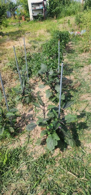 황동 여순모님의 고추 · 영농일지 작성글 사진