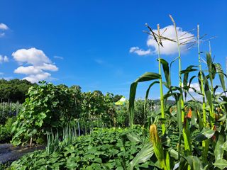 황금재님의 옥수수 · 영농일지 작성글 사진