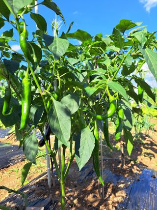 황금재님의 옥수수 · 영농일지 작성글 사진