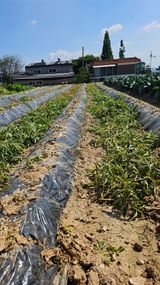 팜모닝 감자·영농일지 게시글 이미지