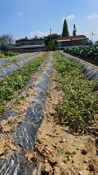 유진수님의 감자 · 영농일지 작성글 사진