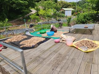 이창신님의 블루베리 · 영농일지 작성글 사진