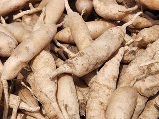 이창신님의 블루베리 · 영농일지 작성글 사진