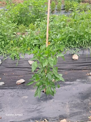 한성대 (61년생)님의 고추 · 영농일지 작성글 사진