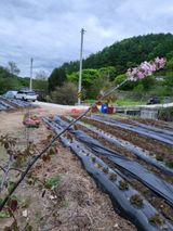 팜모닝 고구마·영농일지 게시글 이미지