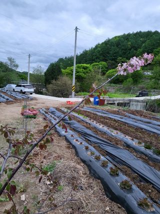 나팔농부김흥우님의 고구마 · 영농일지 작성글 사진
