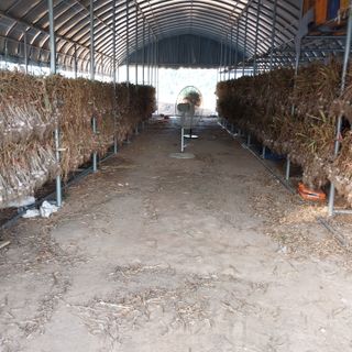 이인자님의 마늘 · 영농일지 작성글 사진