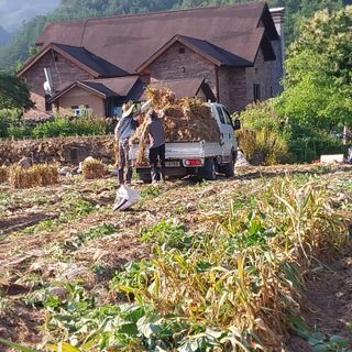 이인자님의 마늘 · 영농일지 작성글 사진