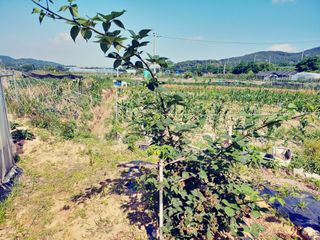 이응혁님의 기타작물 · 영농일지 작성글 사진