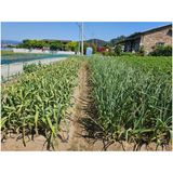 팜모닝 감자·영농일지 게시글 이미지