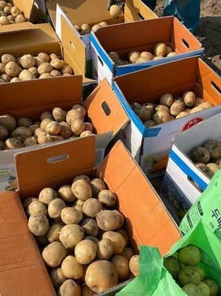 오영관님의 감자 · 영농일지 작성글 사진