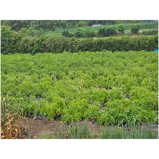 오영관님의 감자 · 영농일지 작성글 사진