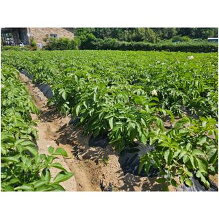 오영관님의 감자 · 영농일지 작성글 사진