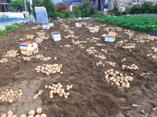 오영관님의 감자 · 영농일지 작성글 사진