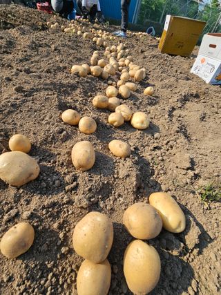 오영관님의 감자 · 영농일지 작성글 사진