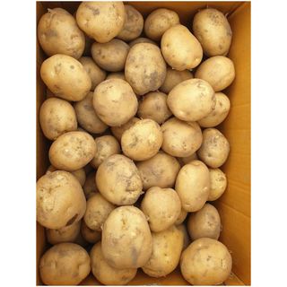 오영관님의 감자 · 영농일지 작성글 사진