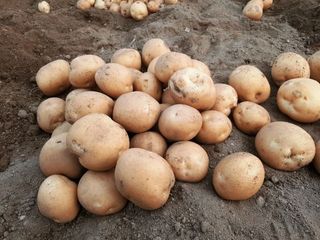 오영관님의 감자 · 영농일지 작성글 사진