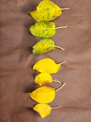 알 수 없음님의 사과 · 병해충상담 작성글 사진