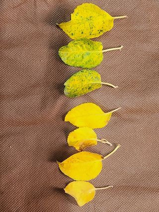 알 수 없음님의 사과 · 병해충상담 작성글 사진