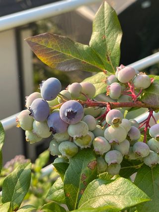 김지훈님의 블루베리 · 영농일지 작성글 사진