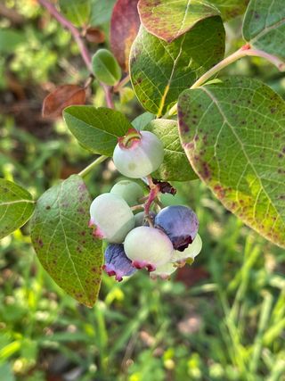 김지훈님의 블루베리 · 영농일지 작성글 사진