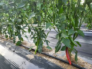 장두학님의 고추 · 영농일지 작성글 사진