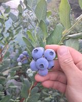 팜모닝 블루베리·영농일지 게시글 이미지