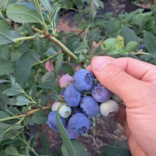 주일현님의 블루베리 · 영농일지 작성글 사진