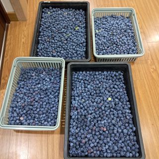 주일현님의 블루베리 · 영농일지 작성글 사진