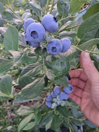 주일현님의 블루베리 · 영농일지 작성글 사진