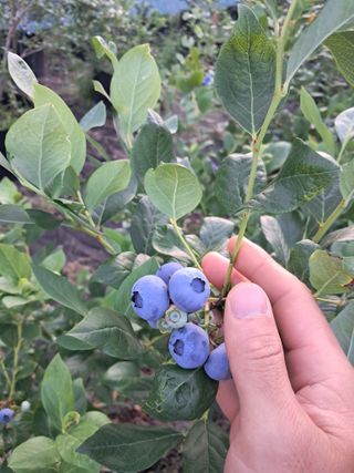 주일현님의 블루베리 · 영농일지 작성글 사진