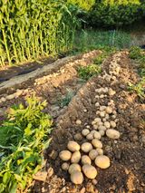 팜모닝 감자·영농일지 게시글 이미지