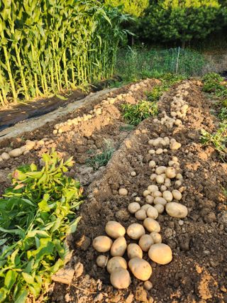 윤병렬님의 감자 · 영농일지 작성글 사진