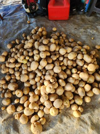 윤병렬님의 감자 · 영농일지 작성글 사진