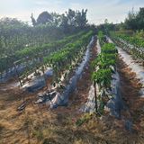 팜모닝 고추·영농일지 게시글 이미지